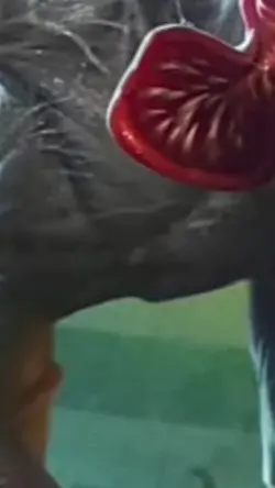 Demogorgon Edit