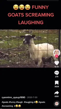 Screaming Goat 