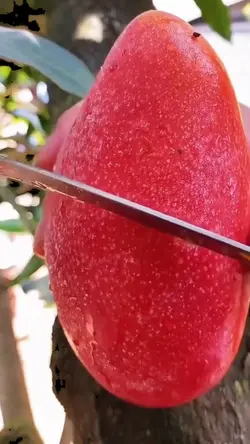 Fruta manga 