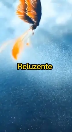 Reluzente 