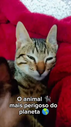 pet