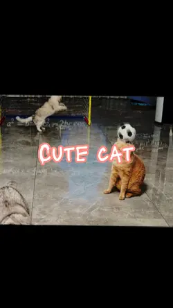 Cute cat