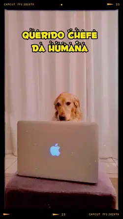 Querido Chefe