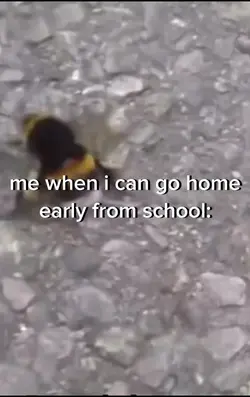 bee shaking it 