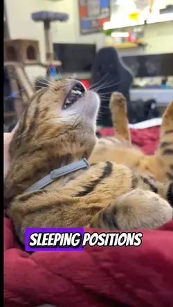 Sleeping Positions 