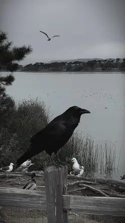 dark aesthetic 