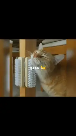 gato gatinho...
