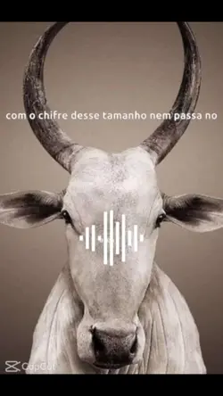 corno manso kkkkk