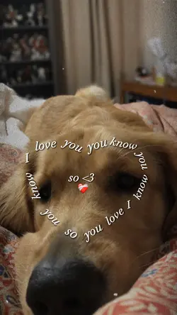Pet ❤️🩹