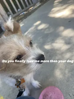 My Dog