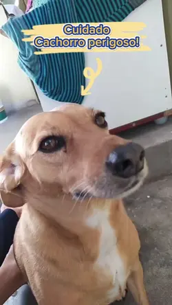 Cachorro perigoso!