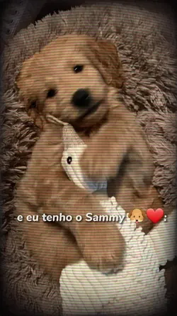 outra metade pet