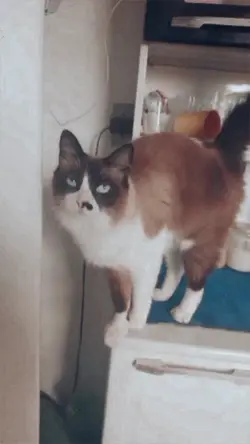 cats/gatos
