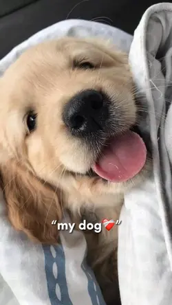 My dog ❤️🩹