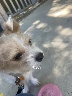 My precious dog