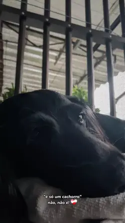vídeo do pet 