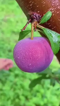 fruta 