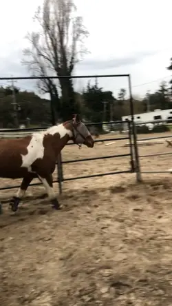 Horse templet 