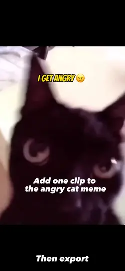 Angry Cat Meme
