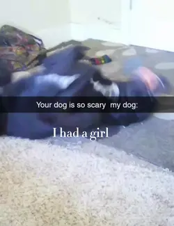 Dog appreciation !
