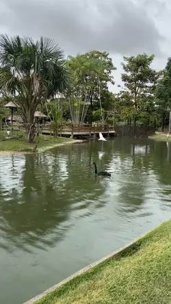 slow🕊️