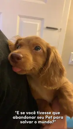 Meu Pet