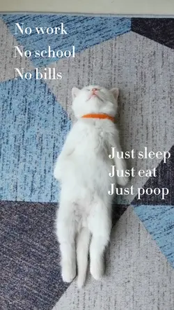 Cat sleeping 