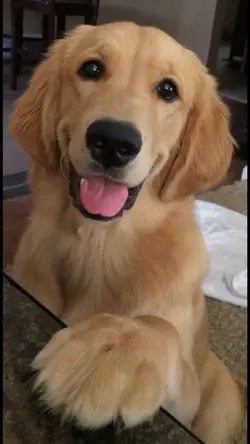 Cachorro, amor