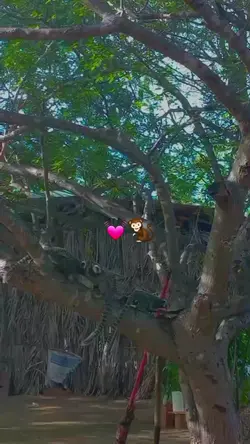 macaquinho 