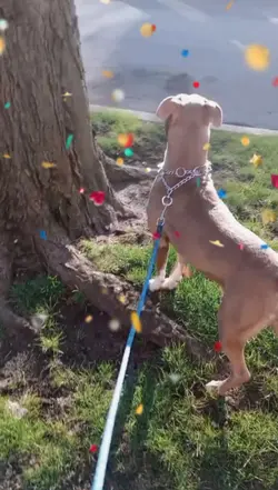 Just walking my Dog