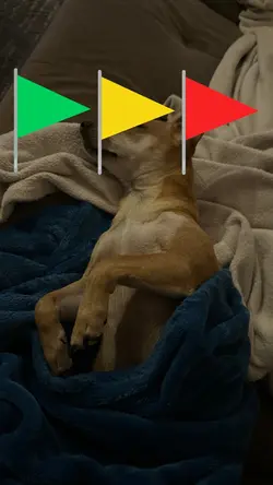 My Flags