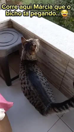 Memes Gatos 