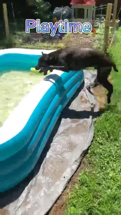 Love Our Pets