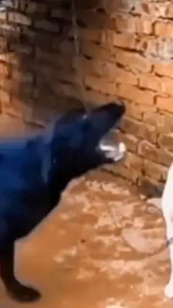 CÃO VELOCITY