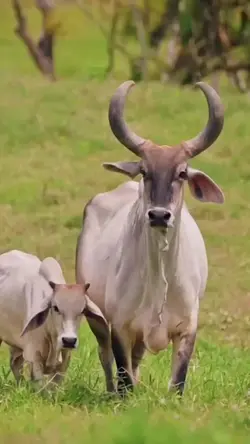 batida 
