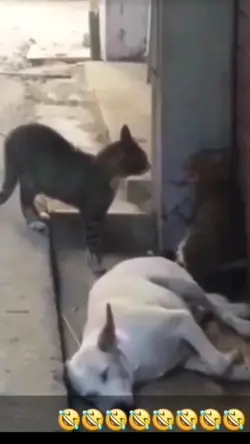 briga de gato