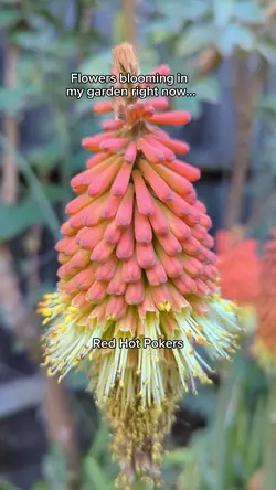 Blooming Marvellous 