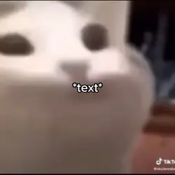 cat meme