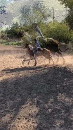 Horse templet 