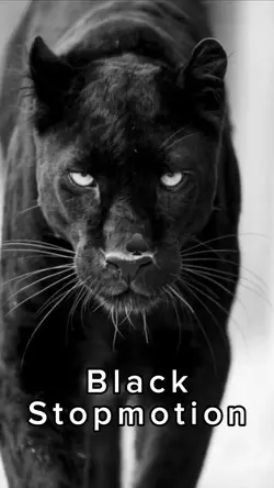 Black Stopmotion ♣️