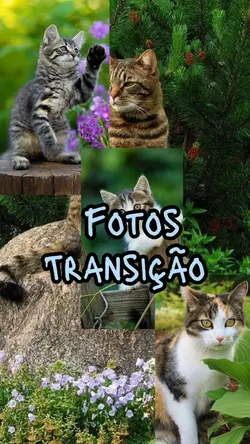Fotos transição 