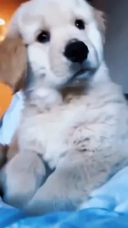 animais engraçados