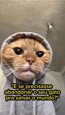Meu Gato