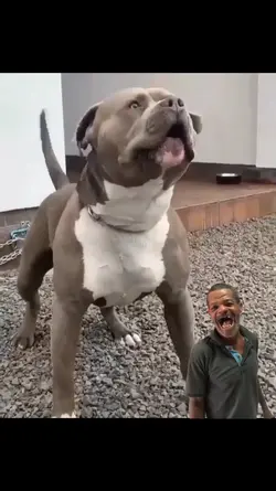 Pitbull Enraivado 