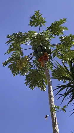 Natureza