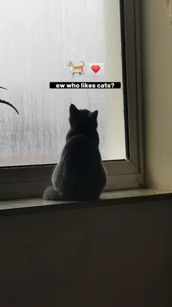 🐈💌