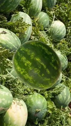 Fruta caindo