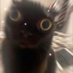 surprised cat 