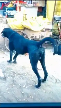 ZOEIRA