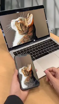 🐱 